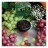 Табак Element Земля - Grape Mint NEW (Мятный Виноград, 25 грамм) купить в Тюмени